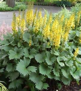 LIGULARIA STE LITTLE ROCKET #2