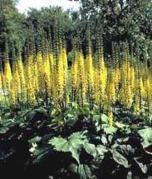 LIGULARIA STE THE ROCKET #2