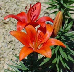 LILIUM ASI FOREVER SUSAN #2
