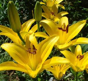 LILIUM ASI TINY BEE #1/7" YLW
