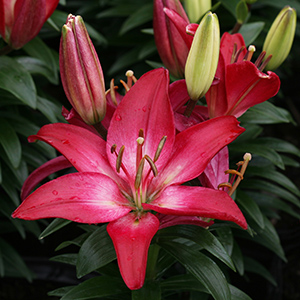 LILIUM ASI TINY DIAMOND#1/7"ROSE