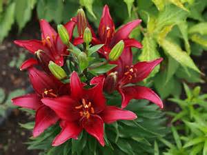 LILIUM ASI TINY GHOST #1/7"PURP