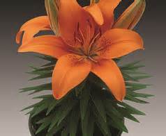 LILIUM ASI TINY INVADER #1/7"ORG