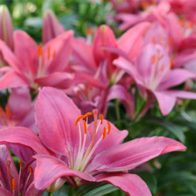 LILIUM ASI TINY PEARL #1/7" PINK