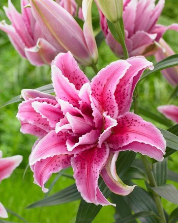 LILIUM ORI ROSE LILY SAMANTHA #1