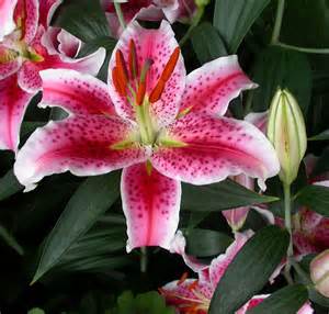 LILIUM ORI STARGAZER #1 PINK