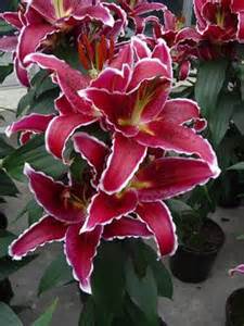 LILIUM ORI SUNNY CAMINO #1