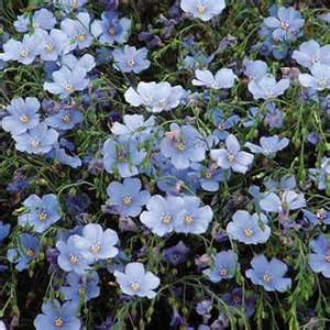 LINUM PER SAPPHIRE BLUE #1