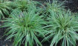 LIRIOPE SPICATA LILY TURF #1