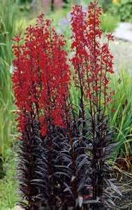 LOBELIA QUEEN VICTORIA #1