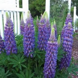 LUPINUS POL GALLERY BLUE #1 MINI