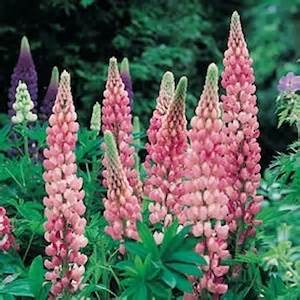 LUPINUS POL GALLERY PINK #1 MINI