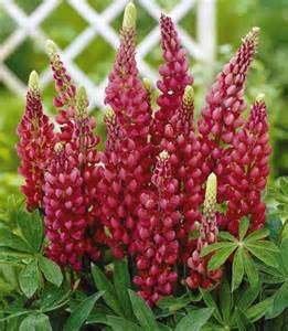 LUPINUS POL GALLERY RED #1 MINI
