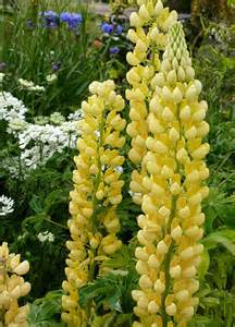 LUPINUS POL GALLERY YELLOW#1MINI