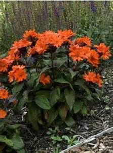 LYCHNIS ARK ORANGE GNOME #1