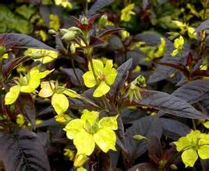 LYSIMACHIA FIRECRACKER #1
