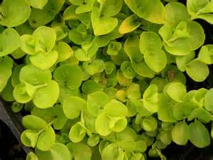 LYSIMACHIA NUM AUREA 4"/10T