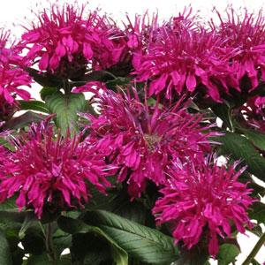 MONARDA DID BALMY PURPLE #1