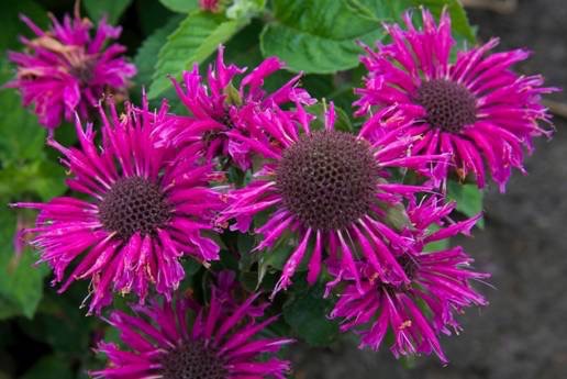 MONARDA BEE-YOU BEE HAPPY #1