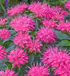 MONARDA BEE-YOU BEE MERRY #1