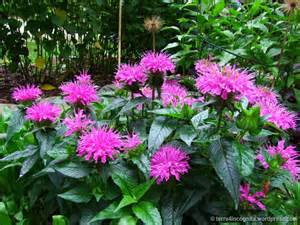 MONARDA DID GRAND PARADE #1