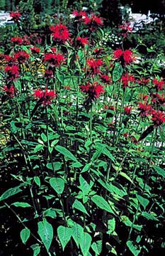 MONARDA JACOB CLINE #1