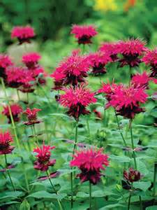 MONARDA RASPBERRY WINE #1