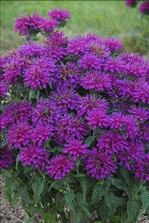 MONARDA SUGARBUZZ GRAPEGUMBALL#1