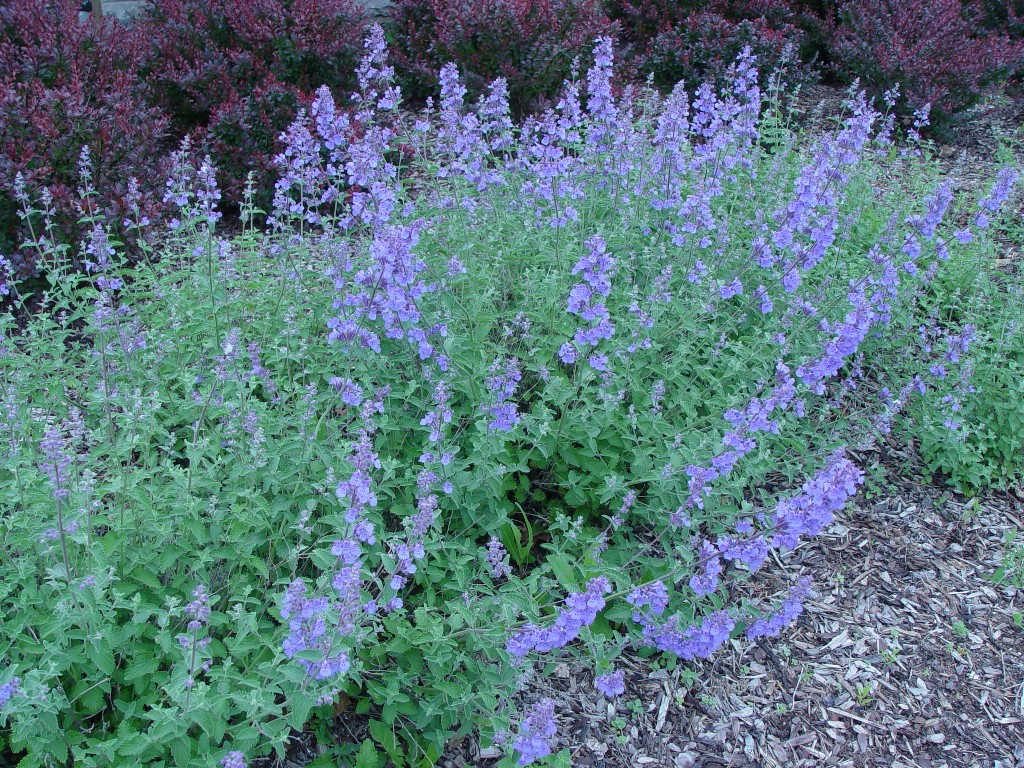 NEPETA FAA WALKER'S LOW #1