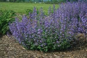 NEPETA NOV JUNIOR WALKER #1
