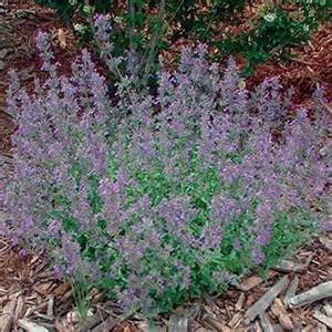 NEPETA LITTLE TRUDY #1