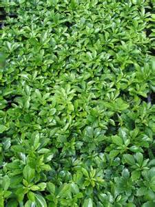 PACHY GREEN CARPET 3.5"/18 T