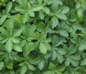 PACHYSANDRA JAP SPURGE 2.25"/24T