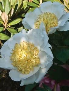 PAEON LAC MOON OF NIPPON #2 WHT