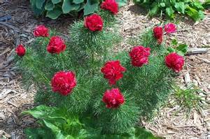 PAEON TEN FERNLEAF #2 RED