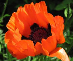 PAPAV ORI PRINCE OF ORANGE #1