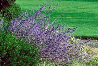 PEROV ATR RUSSIAN SAGE #1