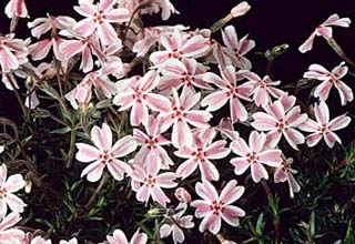 PHLOX SUB CANDY STRIPES #1