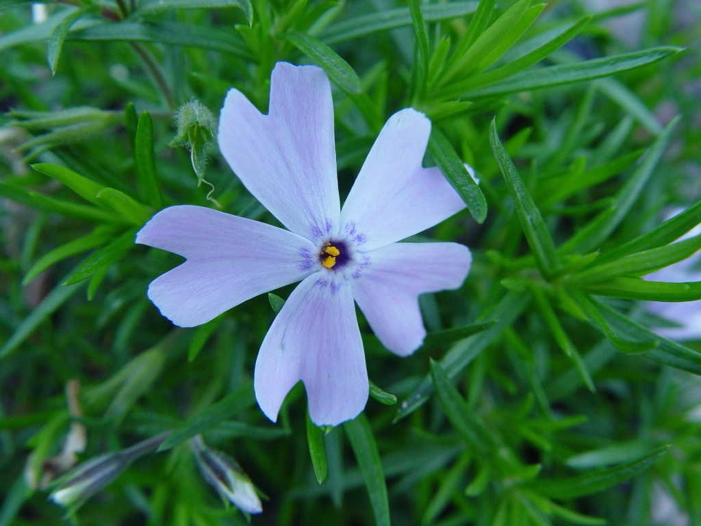 PHLOX SUB EMERALD BLUE #1