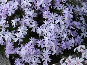 PHLOX SUB EMERALD CUSHION #1BLUE