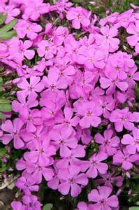 PHLOX SUB EMERALD PINK #1