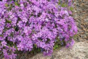 PHLOX SUB PURPLE BEAUTY #1