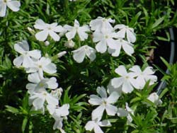 PHLOX SUB WHITE DELIGHT #1