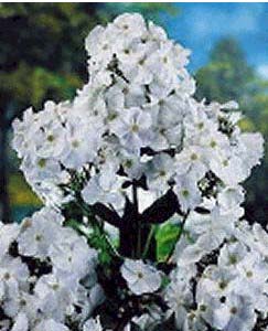 PHLOX PAN DAVID #1