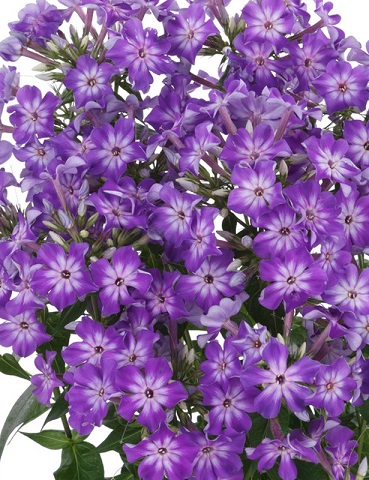 PHLOX PAN EARLY START PURPLE #1