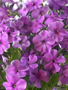 PHLOX PAN EARLY START RED #1