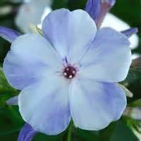 PHLOX PAN FLAME BLUE #1