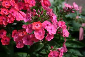 PHLOX PAN FLAME CORAL #1