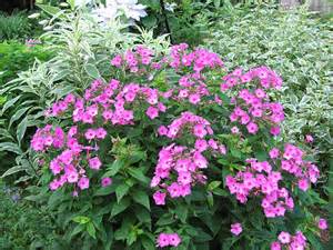 PHLOX PAN FLAME PINK #1