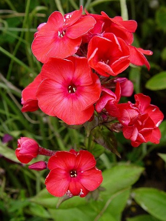 PHLOX PAN FLAME RED #1